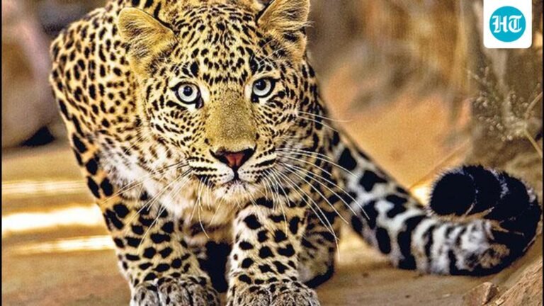 Three leopards captured in past 24 hours in Shirur tehsil