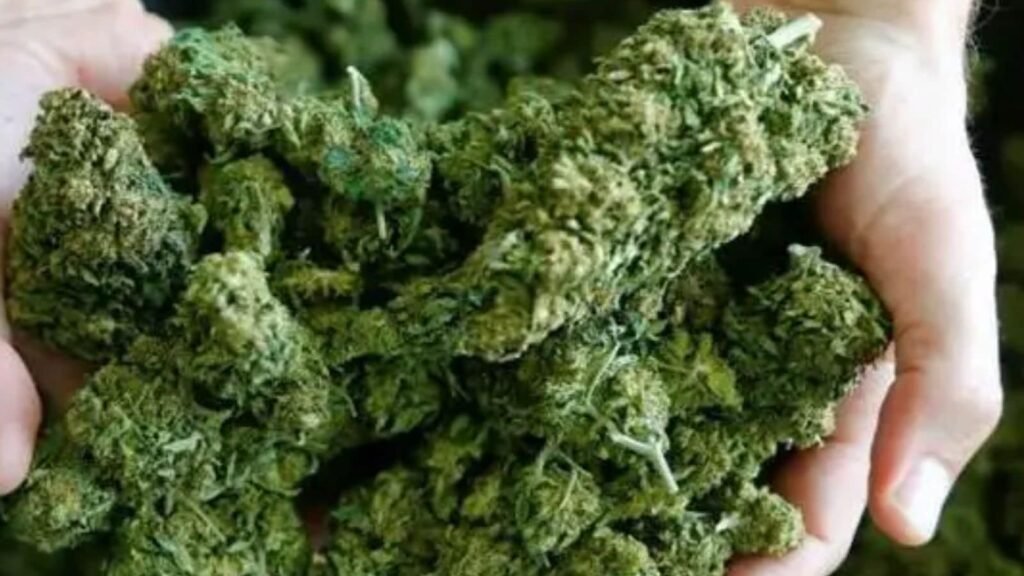 hydroponic-weed-worth-rs-74.5-lakh-found-in-aircraft-lavatory-at-pune-airport