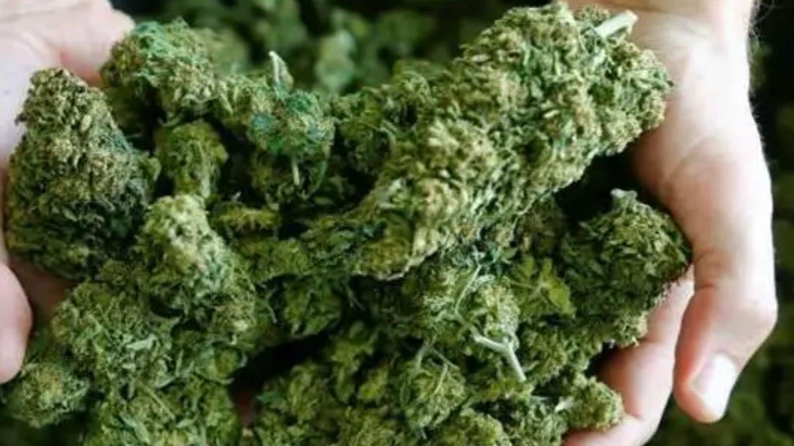 hydroponic-weed-worth-rs-74.5-lakh-found-in-aircraft-lavatory-at-pune-airport