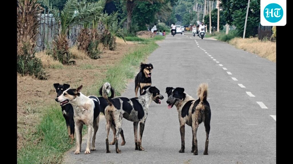 pcmc-to-set-up-dog-shelters-at-four-locations-to-tackle-stray-population