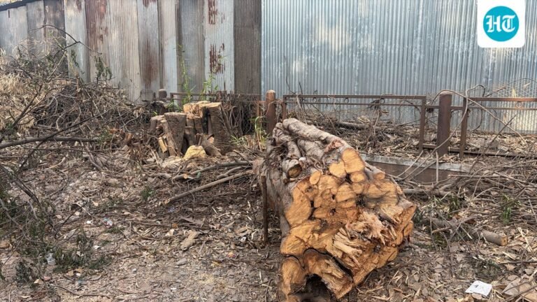 Citizens allege heritage trees near Sadhu Vaswani Bridge cut despite NGT stay