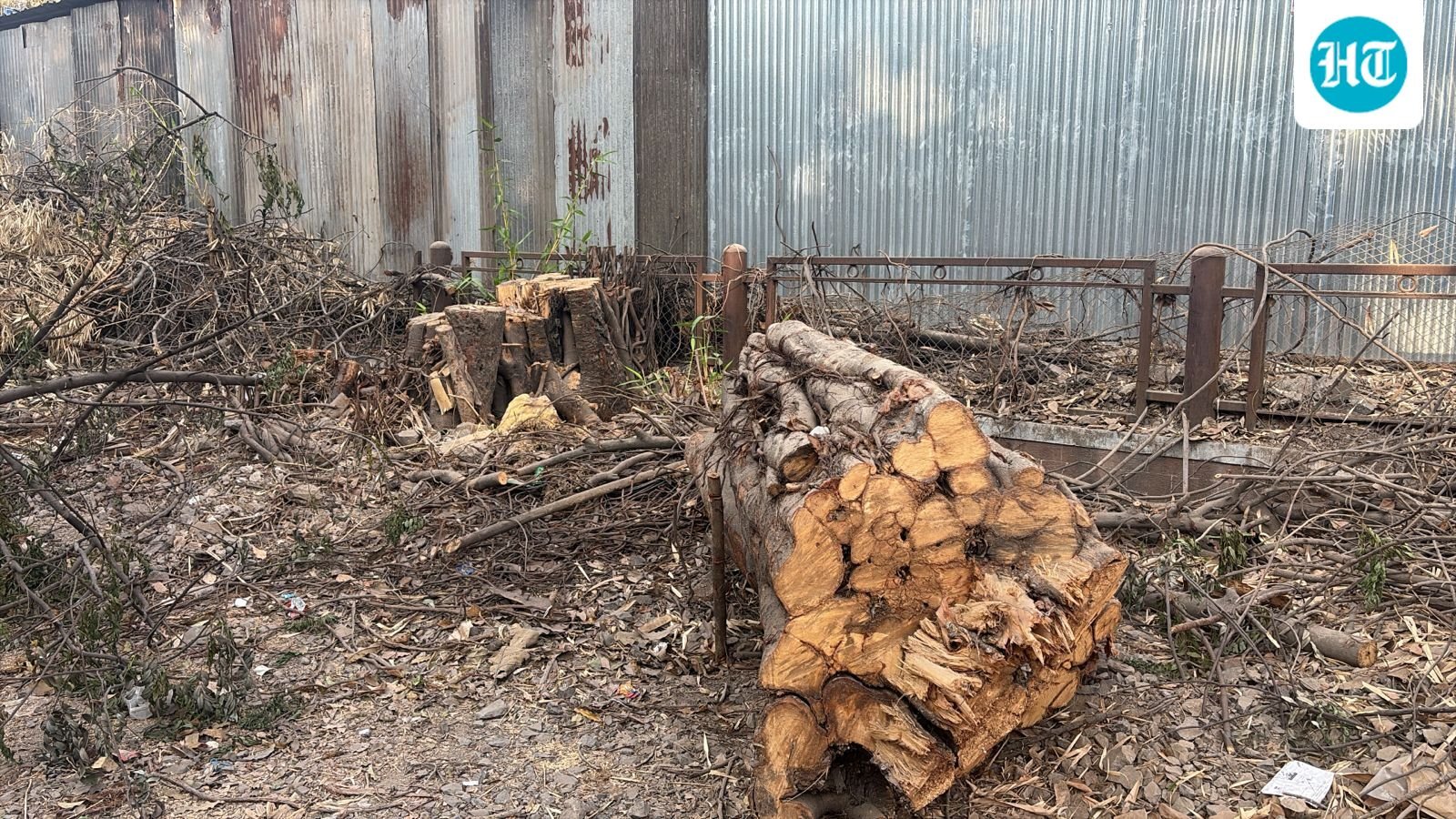 citizens-allege-heritage-trees-near-sadhu-vaswani-bridge-cut-despite-ngt-stay