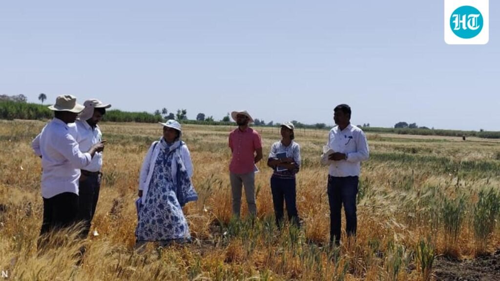 ai-model-enables-early-wheat-yield-prediction,-aiding-farm-decisions