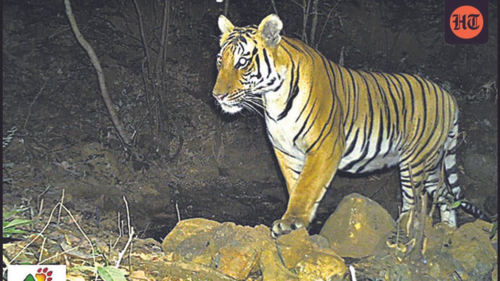 two-new-tigers-identified-in-radhanagari-wildlife-sanctuary,-taking-total-count-to-nine