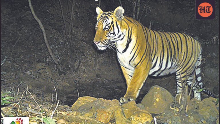 Two new tigers identified in Radhanagari wildlife sanctuary, taking total count to nine