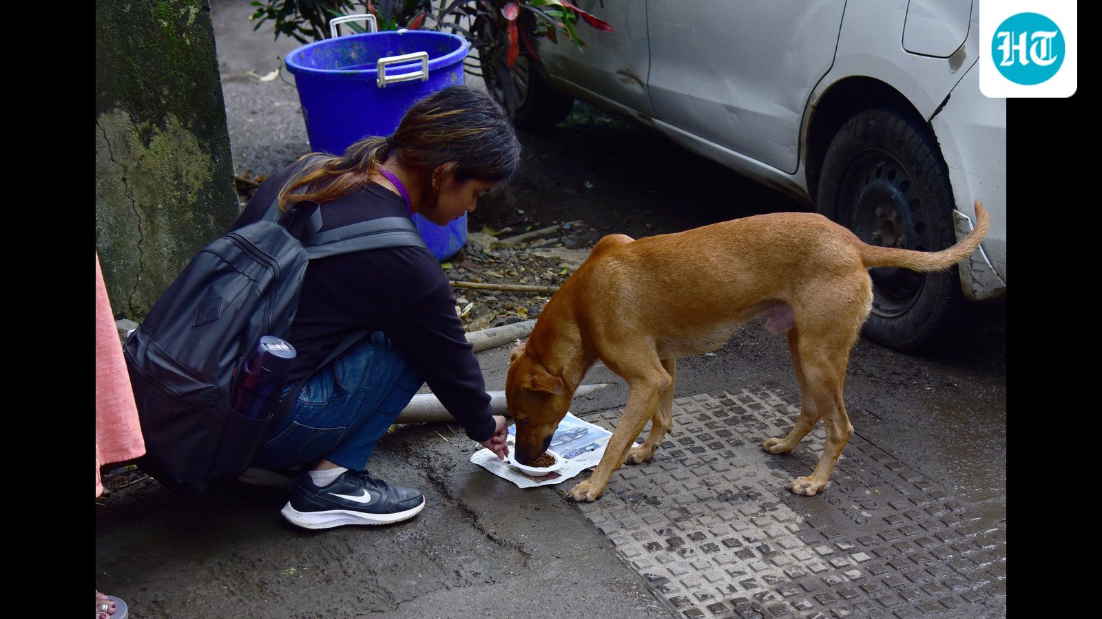 pmc-identifies-only-93-stray-dog-feeding-spots-in-five-years-as-citizen-complaints-mount