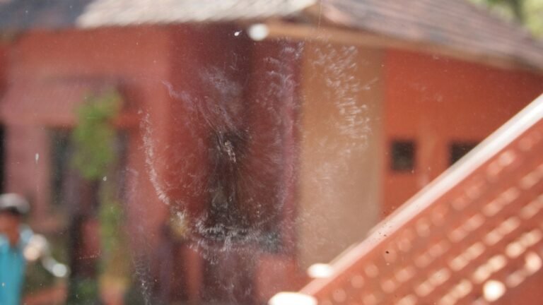 World Environment Day: Tracking bird-window collisions through citizen science, industry outreach
