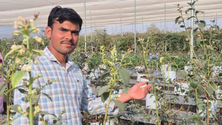 UPSC aspirant to berry farmer: How a Satara man turned failure into a fresh start