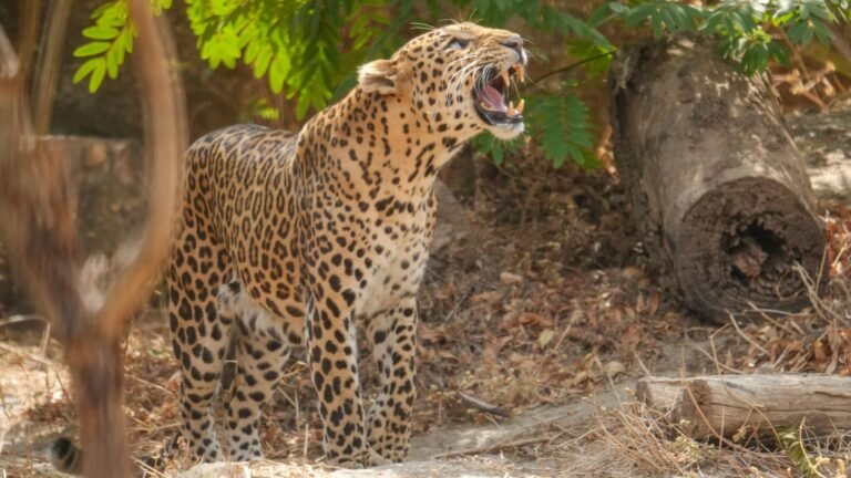 Leopard kills dog at a residential building in Pimpri Chinchwad