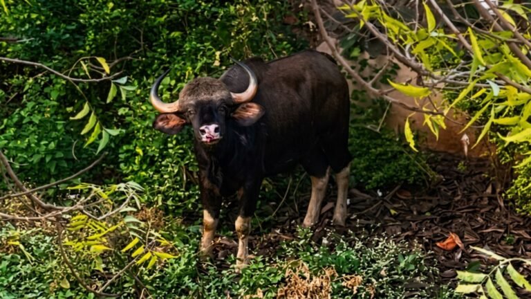 Gaur rescued after falling between water pipelines on Pune outskirts