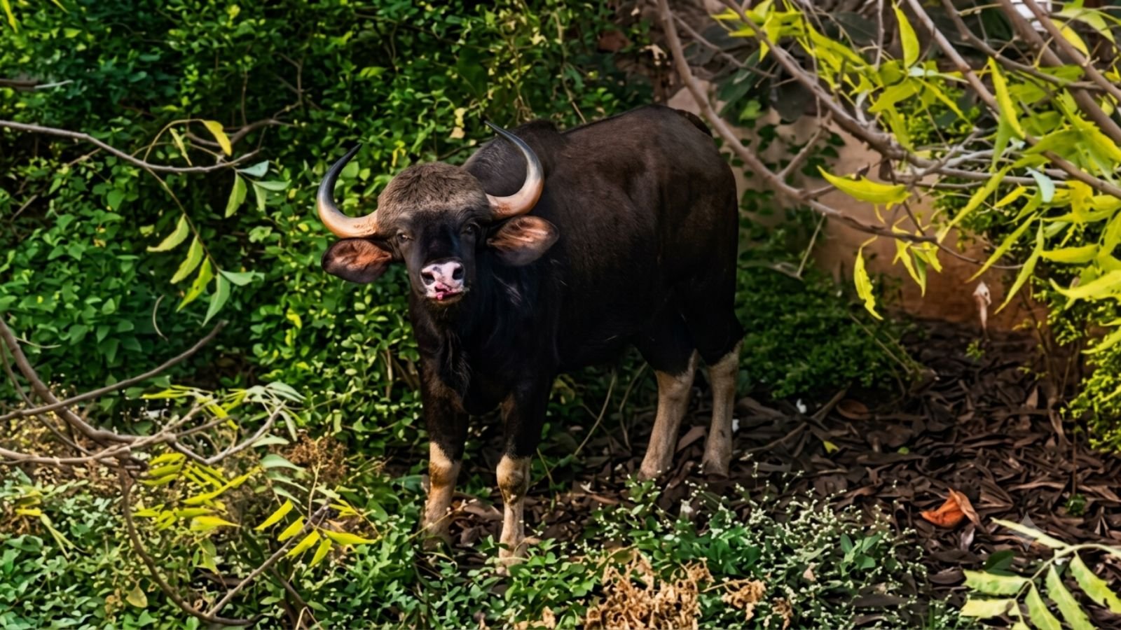 gaur-rescued-after-falling-between-water-pipelines-on-pune-outskirts