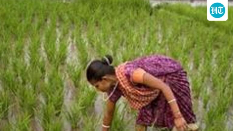 Excess July rains trigger sharp rebound in Maharashtra’s Kharif sowing