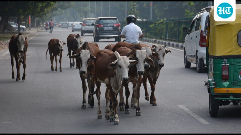 PMC clears decks for modern shelters & veterinary care for stray, abandoned cattle