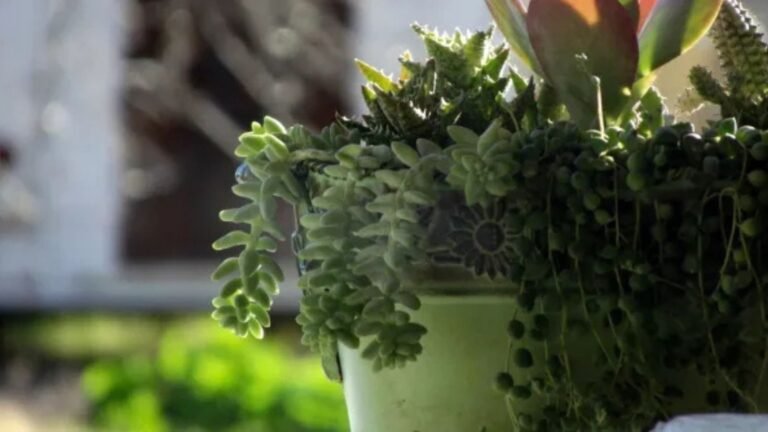 From fodder to fashion: How cactus could become ‘green gold’ for farmers