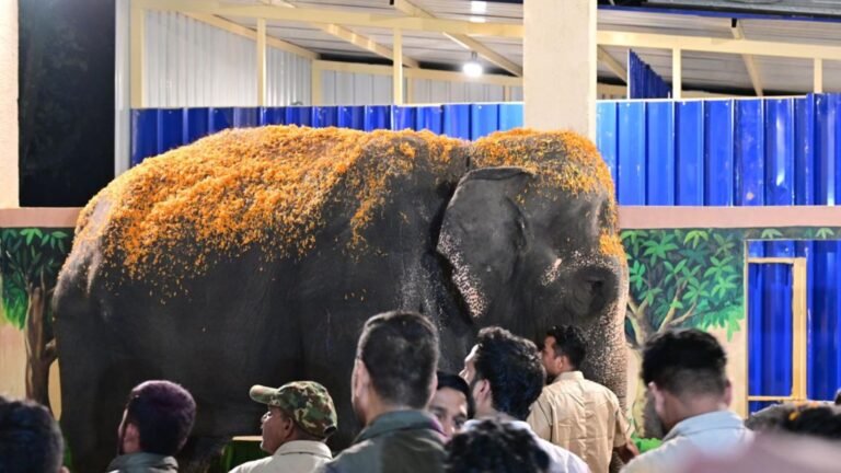 After 13 months at Vantara Madhuri the elephant gets grand welcome in Kolhapur
