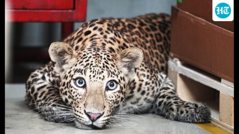 Two-year-old killed in leopard attack in Satara