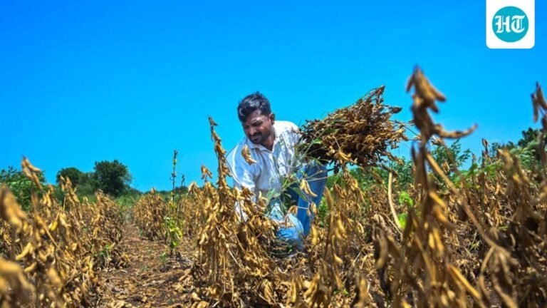 Drought-hit Latur bans use of crop residue as industrial fuel