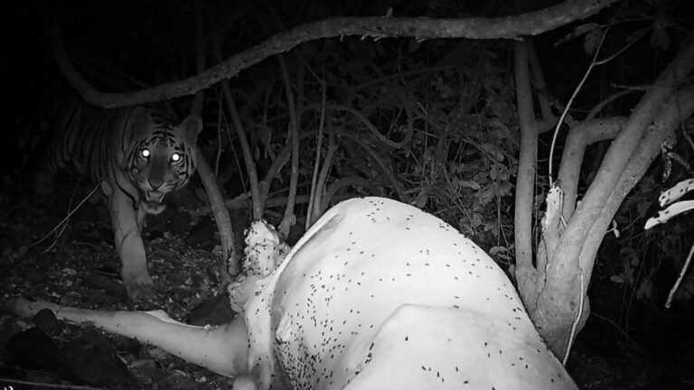 After nearly 100 years, tiger spotted in Maharashtra’s Beed district