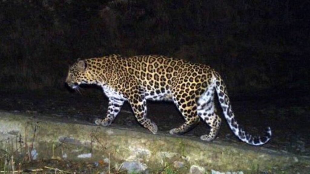 leopard-found-dead-with-snare-like-object-around-abdomen-in-maval,-probe-on